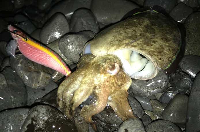 ズル引きで釣ったコウイカ