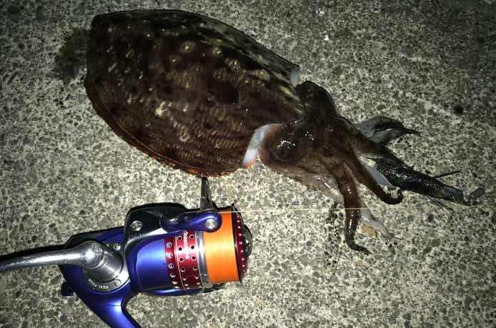 コウイカエギングのタックル