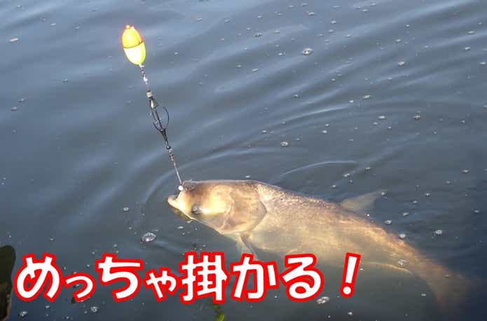 釣れたハクレン