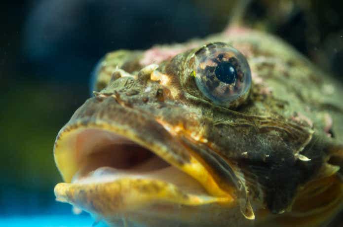 魚の顔