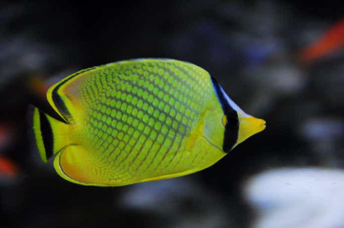 アミチョウチョウウオの画像