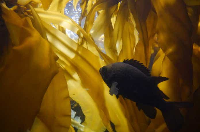 魚が警戒