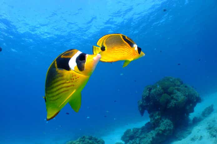 チョウハンの画像