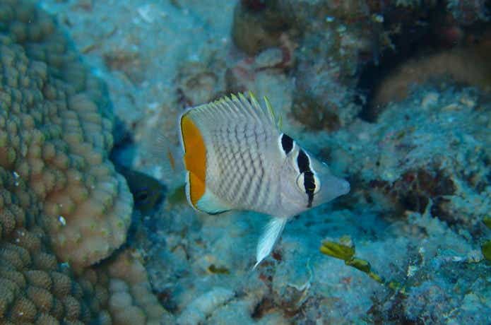 アミメチョウチョウウオの画像