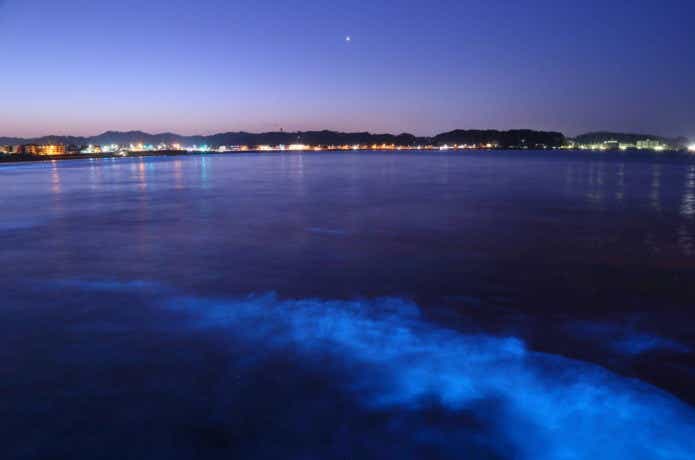 夜光虫