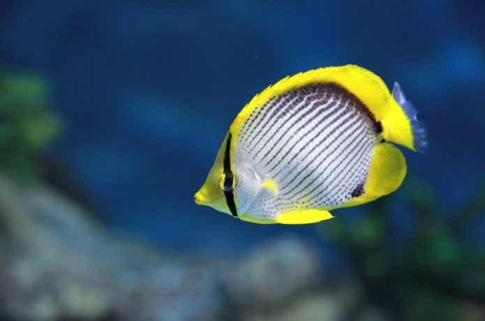 アケボノチョウチョウウオの画像