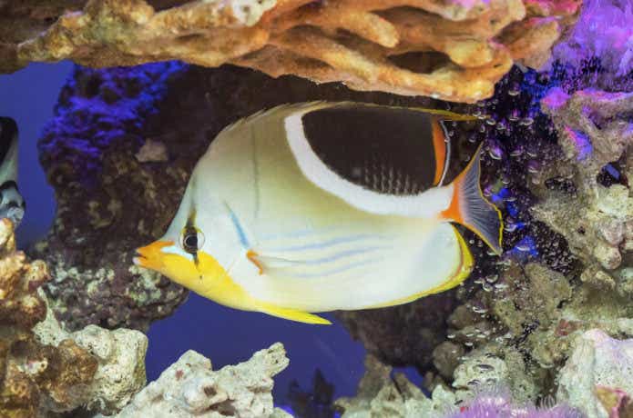 セグロチョウチョウウオの画像