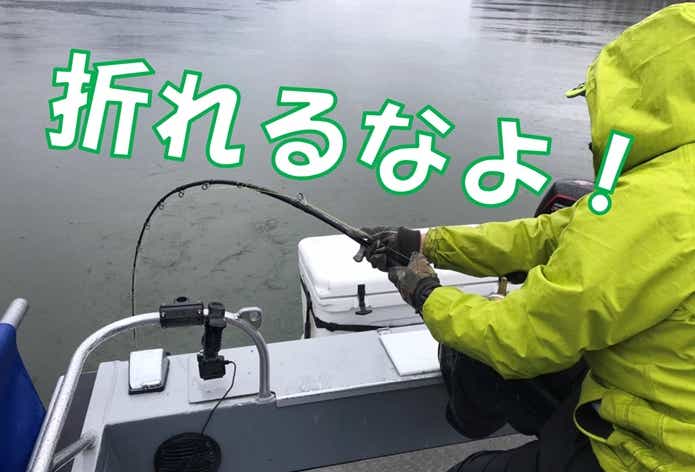 シロチョウザメ ファイト