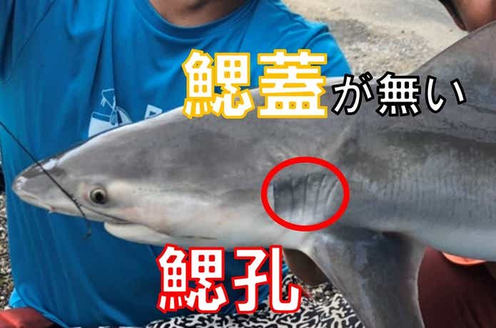 サメのエラ