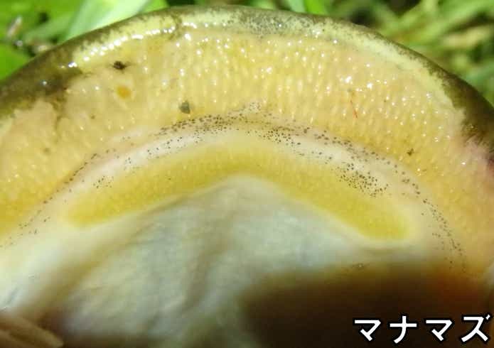 マナマズ　口