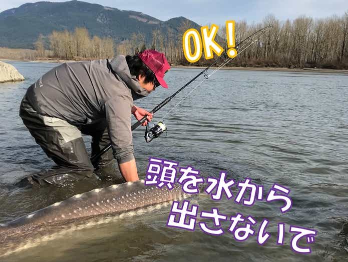 シロチョウザメ 記念撮影