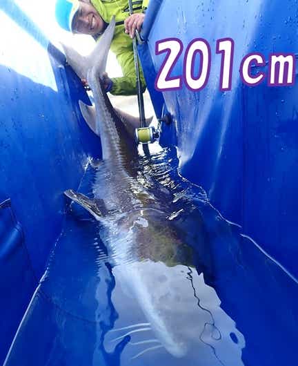 2m シロチョウザメ