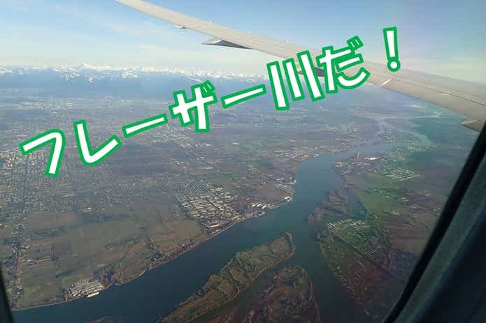 フレーザー川 シロチョウザメ