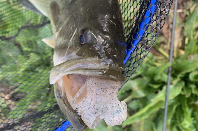 ドリフトクロー　釣果