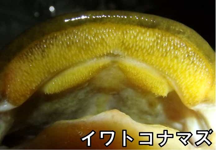 イワトコナマズ　口
