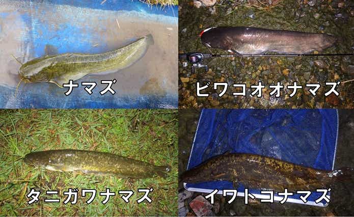 新種・幻・怪魚？！日本に生息する4種類の「ナマズ」の見分け方や釣り方を徹底解説！ | TSURI HACK[釣りハック]