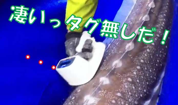 タグなし シロチョウザメ