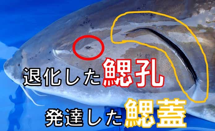 チョウザメ