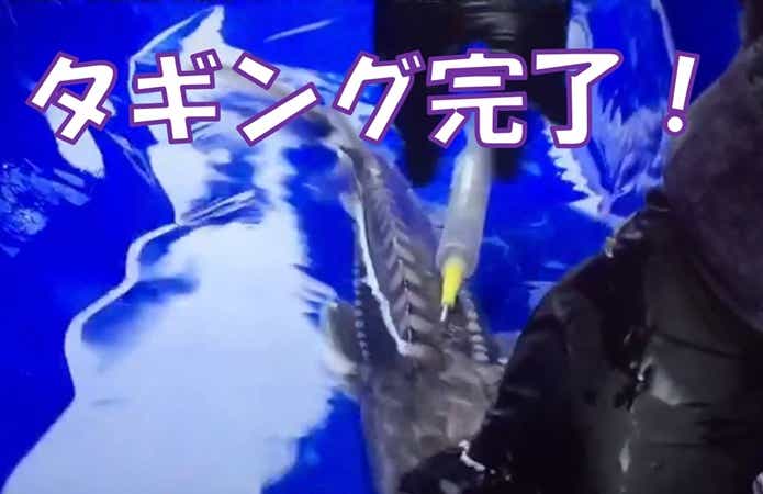 シロチョウザメ　タギング