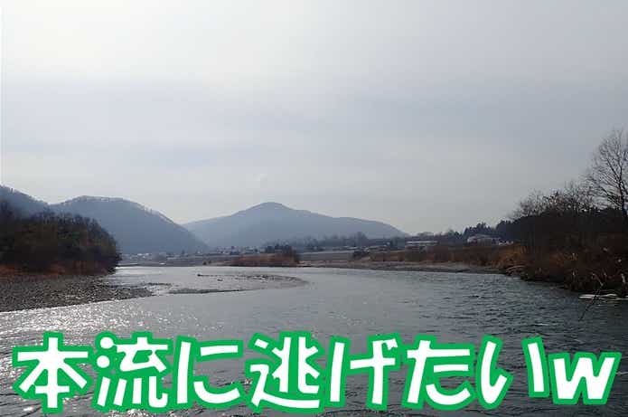 ブラウントラウト　本流