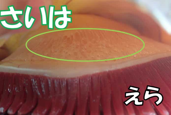 ハクレン　えら