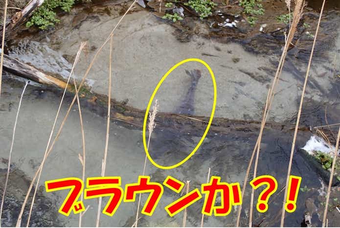コイの魚影