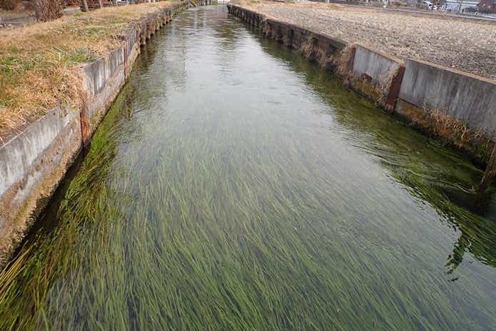 ブラウントラウト　清流水路