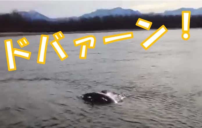 シロチョウザメ 水面
