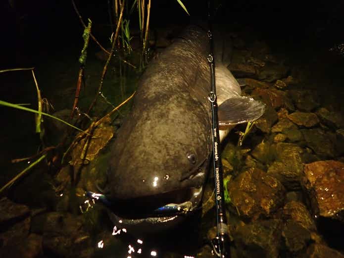 20キロをこえる国産巨大魚「ビワコオオナマズ」を“わずか3日間”で追い求めた釣行記 | TSURI HACK[釣りハック]