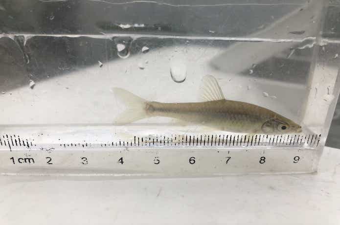 タナゴ釣りでつれたモツゴ