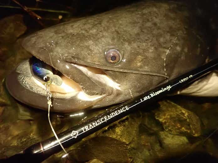 20キロをこえる国産巨大魚「ビワコオオナマズ」を“わずか3日間”で追い求めた釣行記 | TSURI HACK[釣りハック]