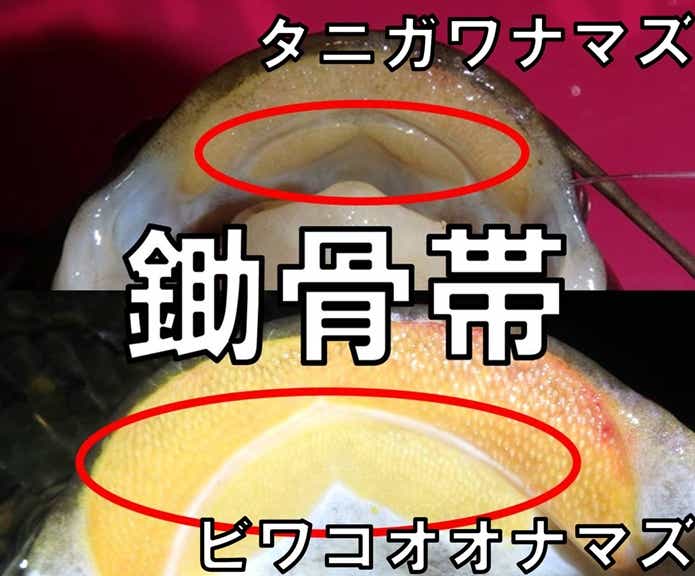ナマズ　鋤骨帯