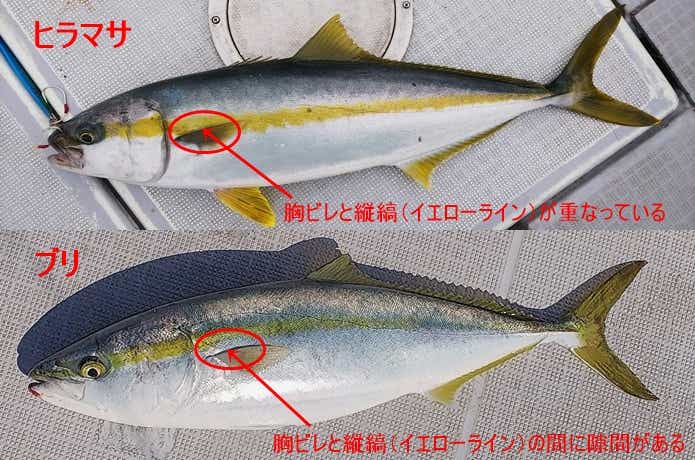 ヒラマサとブリの違いの画像