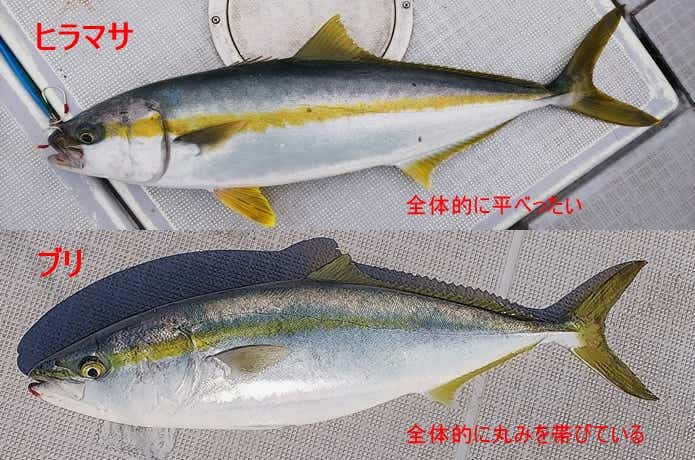 ヒラマサとブリの違いの画像