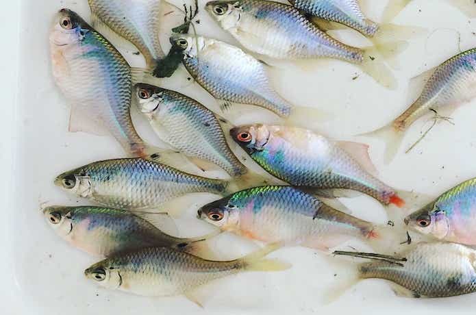 釣ったタナゴ
