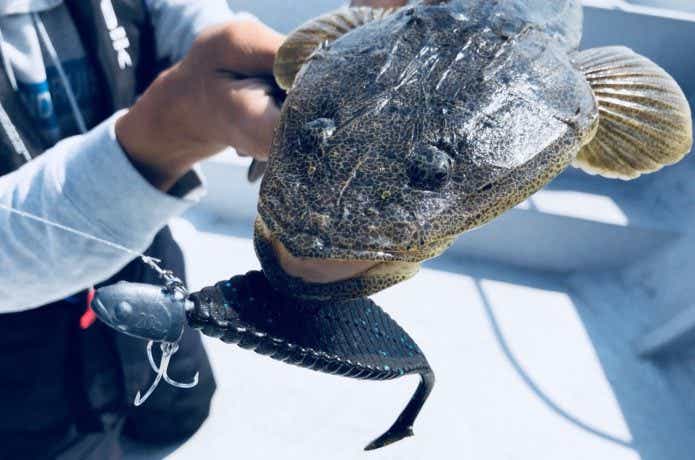 ボートマゴチの釣果画像