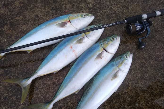 21ツインパワーXDと釣果