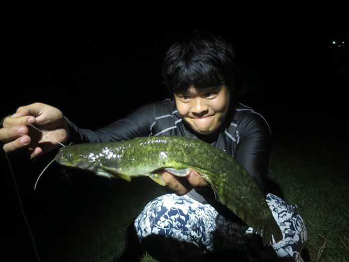 新種・幻・怪魚？！日本に生息する4種類の「ナマズ」の見分け方