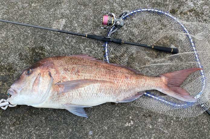 20ツインパワーで釣ったマダイ