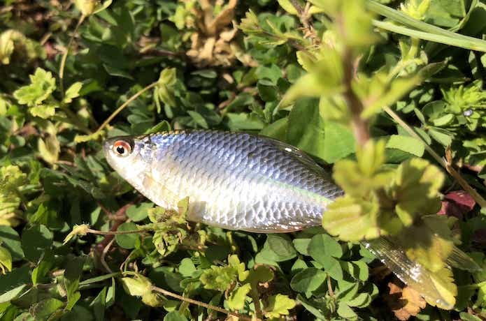 タナゴ釣りセット 即日か翌日発送 - ロッド