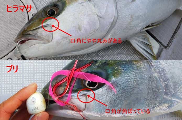 ヒラマサとブリの違いの画像