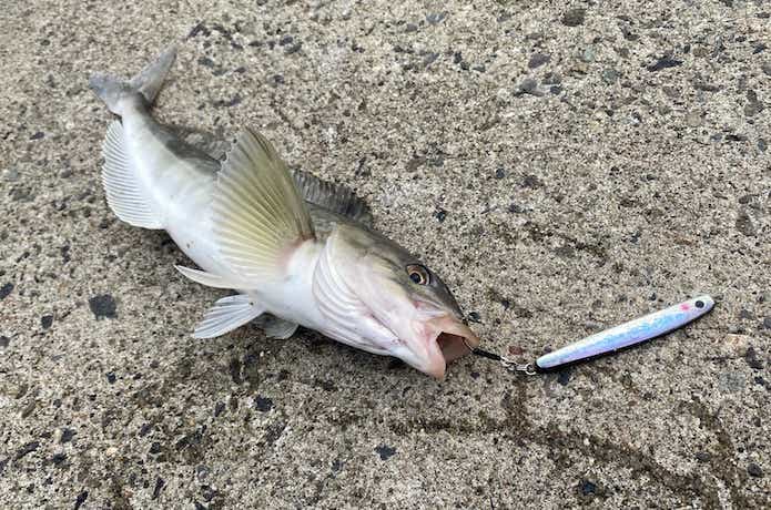 ジグで釣れたホッケ