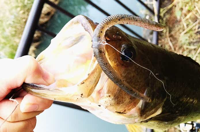 バス釣りのストレートワーム