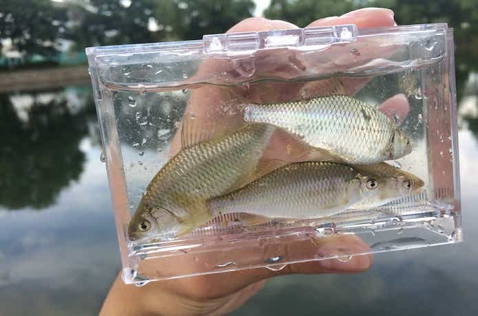 釣ったタナゴ