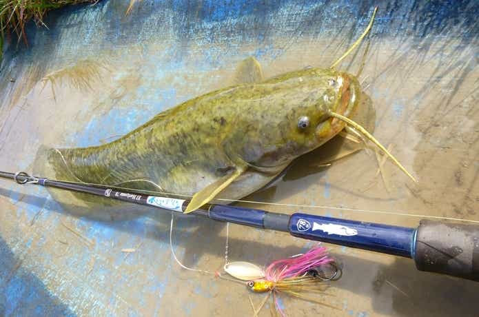 ナマズ　釣り