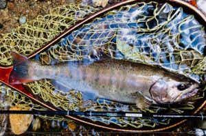 アマゴ　釣り