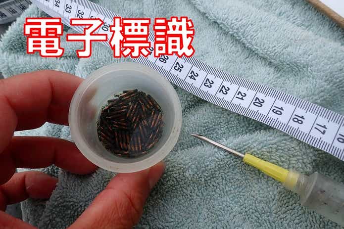 電子標識