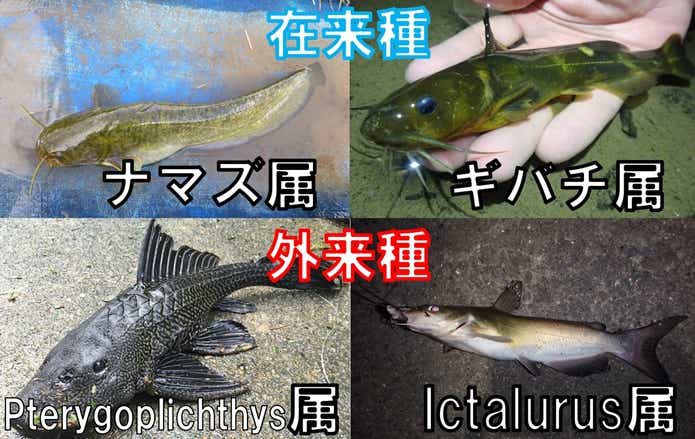 超特大 イワトコナマズ - 魚類、水生生物