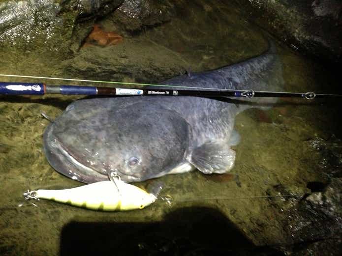 20キロをこえる国産巨大魚「ビワコオオナマズ」を“わずか3日間”で