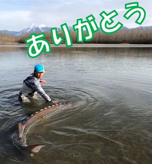 シロチョウザメ リリース